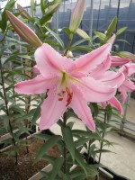 [1878 Chelsea DJ No01.JPG]